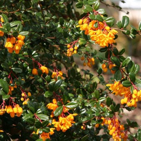 best time to prune berberis.